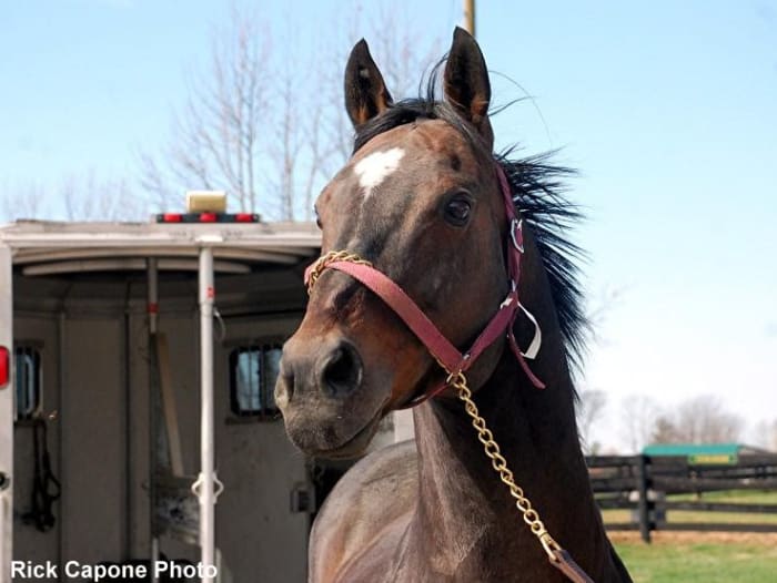 Old Friends Welcomes Any Given Saturday; 19-Year-Old Stallion ...