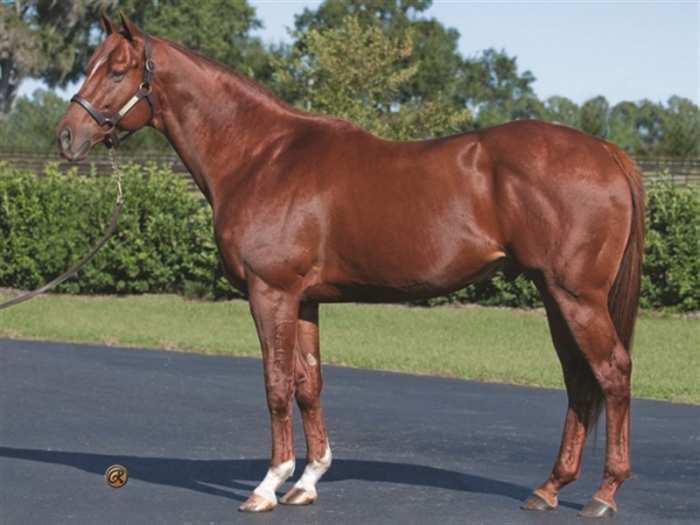 Cowtown Cat Sold To Kirton Farms In Oklahoma Paulick Report Shining