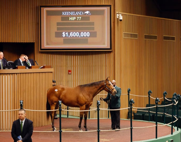 Keeneland January Sale Concludes With Healthy Results Paulick Report