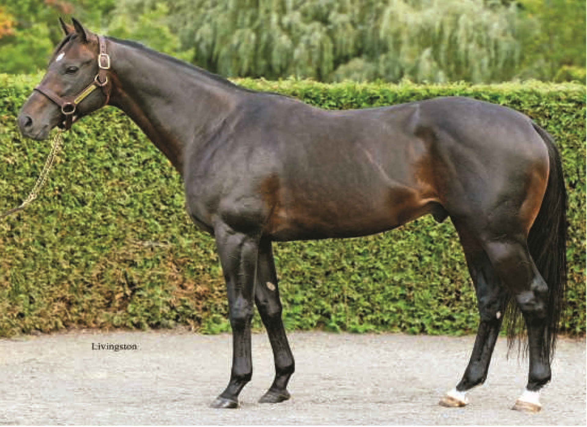 Stallion Spotlight Presented By New York Thoroughbred Breeders Inc ...