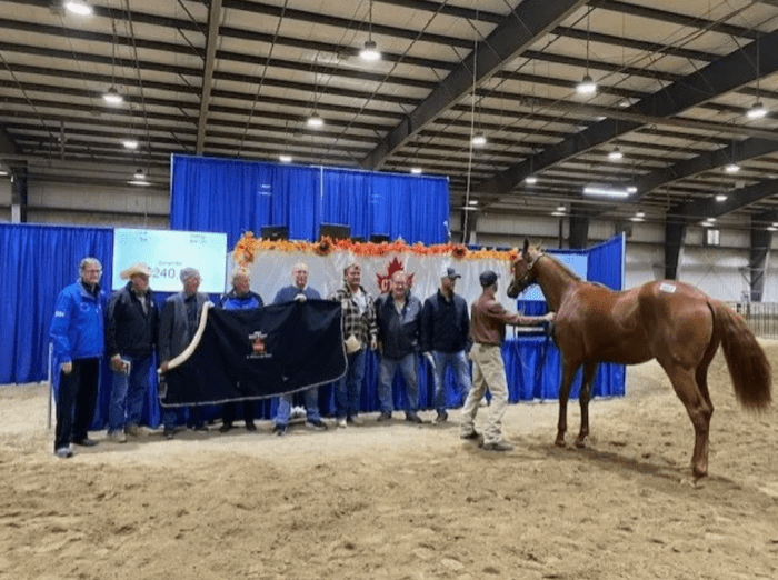 Sharp Azteca, Big Brown Colts Top 2024 CTHS Alberta Sale Paulick