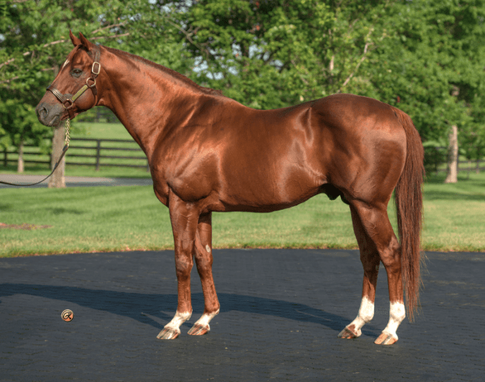 Mizzen Mast Filly, Distorted Humor, Lord Nelson Colts Fastest At OBS ...