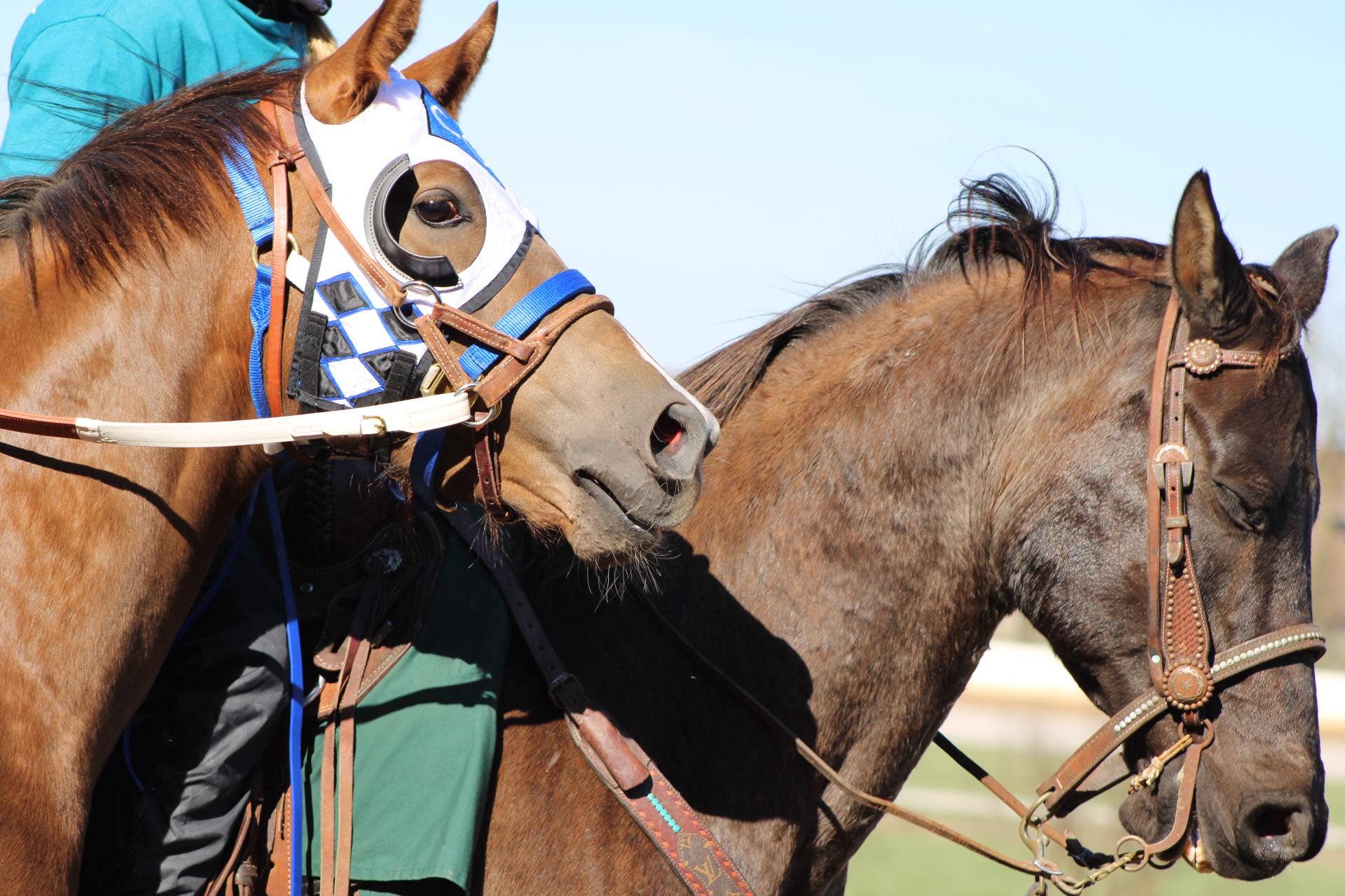 Isn’t Something Missing? This Quarter Horse Runs Bitless - Paulick ...