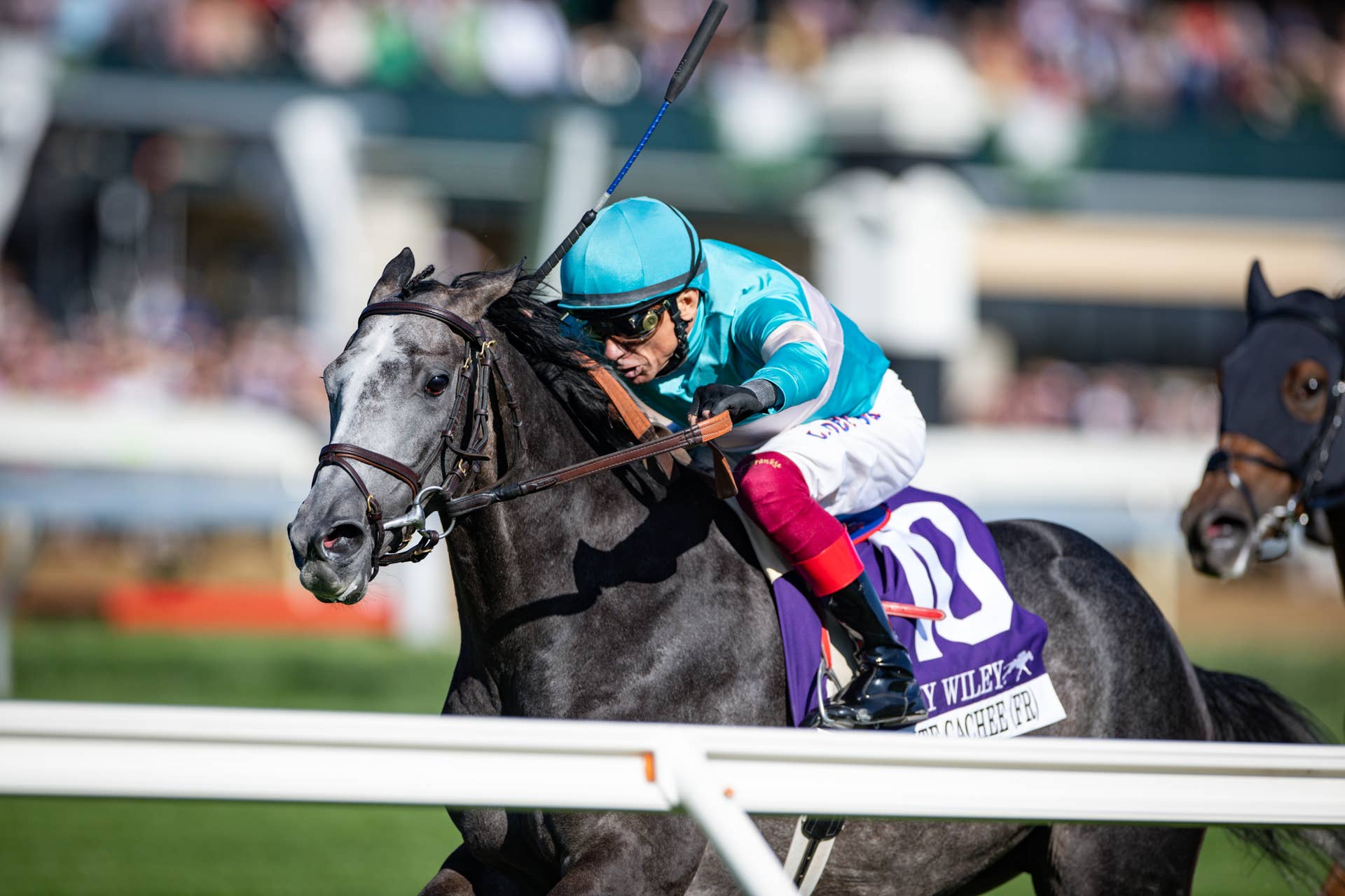 Beaute Cachee Takes Jenny Wiley On Front End In 25-1 Surprise - Paulick