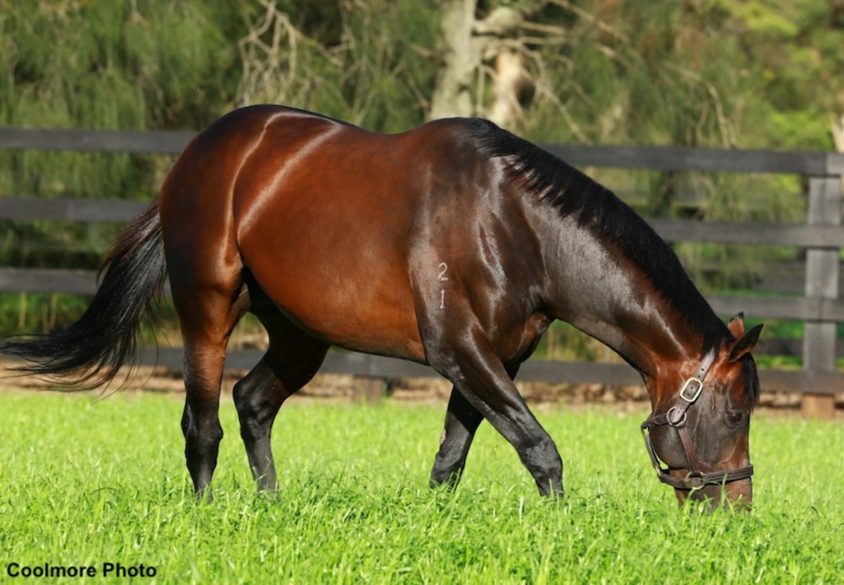 Leading International Sire Fastnet Rock Pensioned From Stud Duty ...