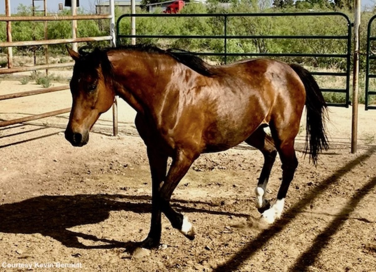 Kentucky Derby Runner Suddenbreakingnews Living The Pensioner's Life In 