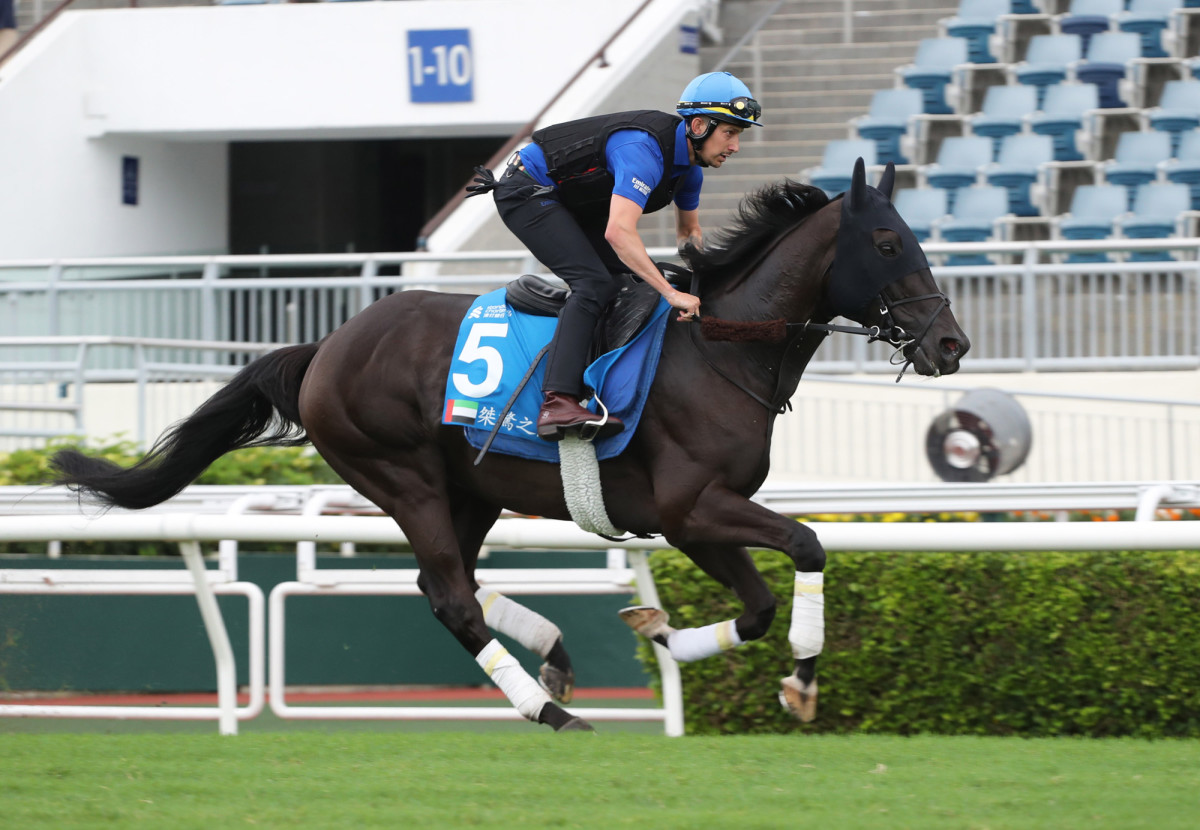 Rebel’s Romance is the second-highest rated horse in the world in 2024. 
