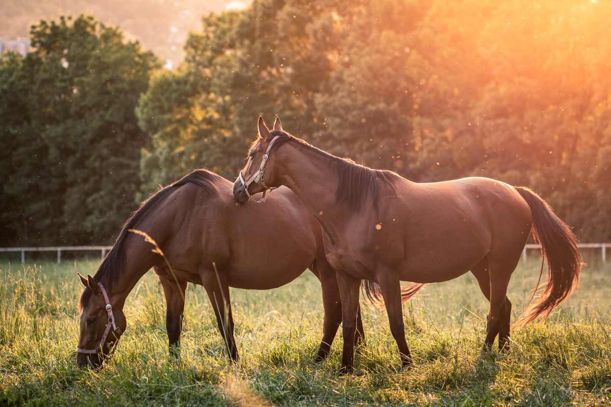 New Study Examines Causes Of Equine Pregnancy Loss Paulick