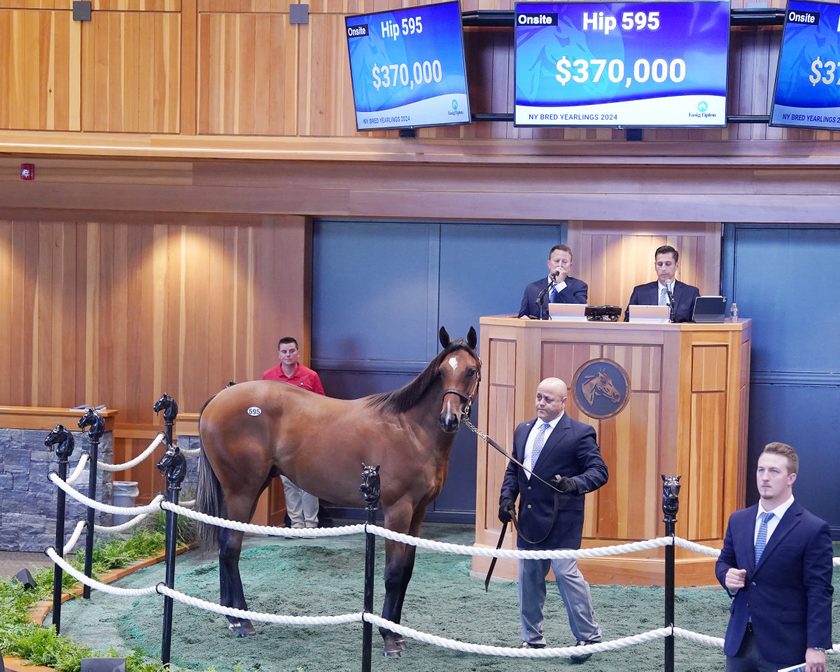 FasigTipton New YorkBred Yearling Sale Achieves NearRecord Gross