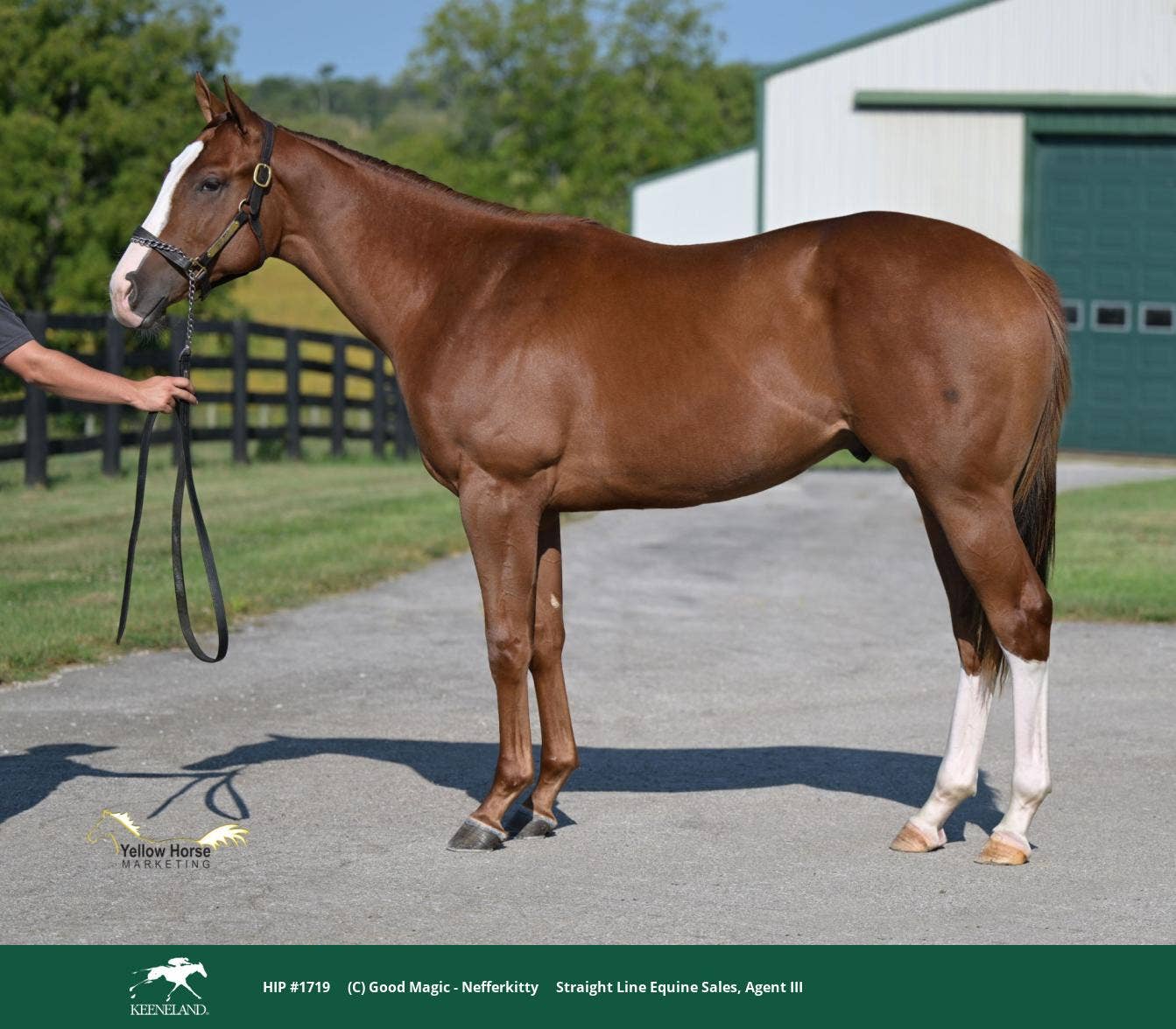 Auction Focus: Hip 1719, By Good Magic, From Straight Line Equine Sales ...