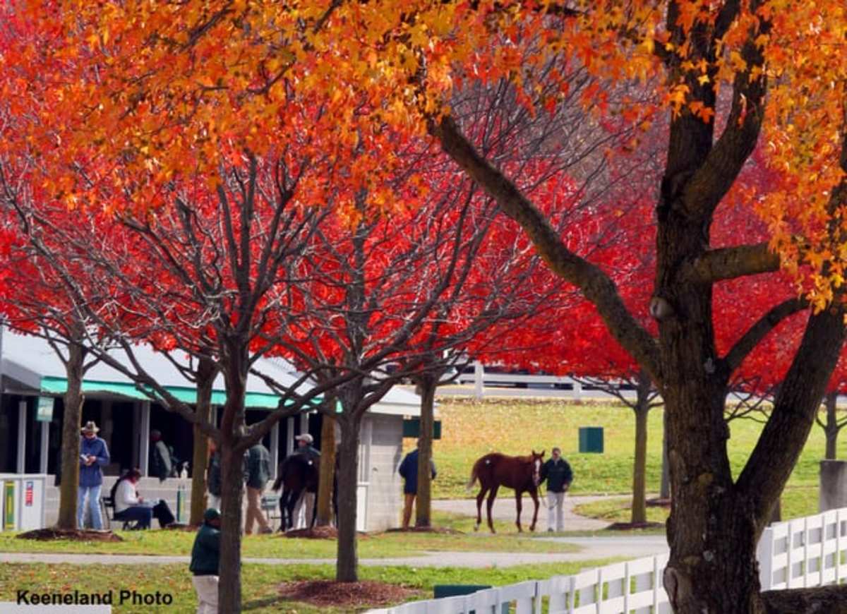 Two 130,000 Horses Lead Penultimate Session Of Keeneland November Sale