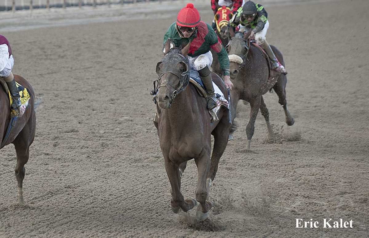 Animal Kingdom, Toby's Corner back under tack Paulick Report