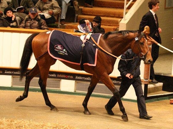 Red Gulch heads Tattersalls Horses in Training Sale opener Paulick