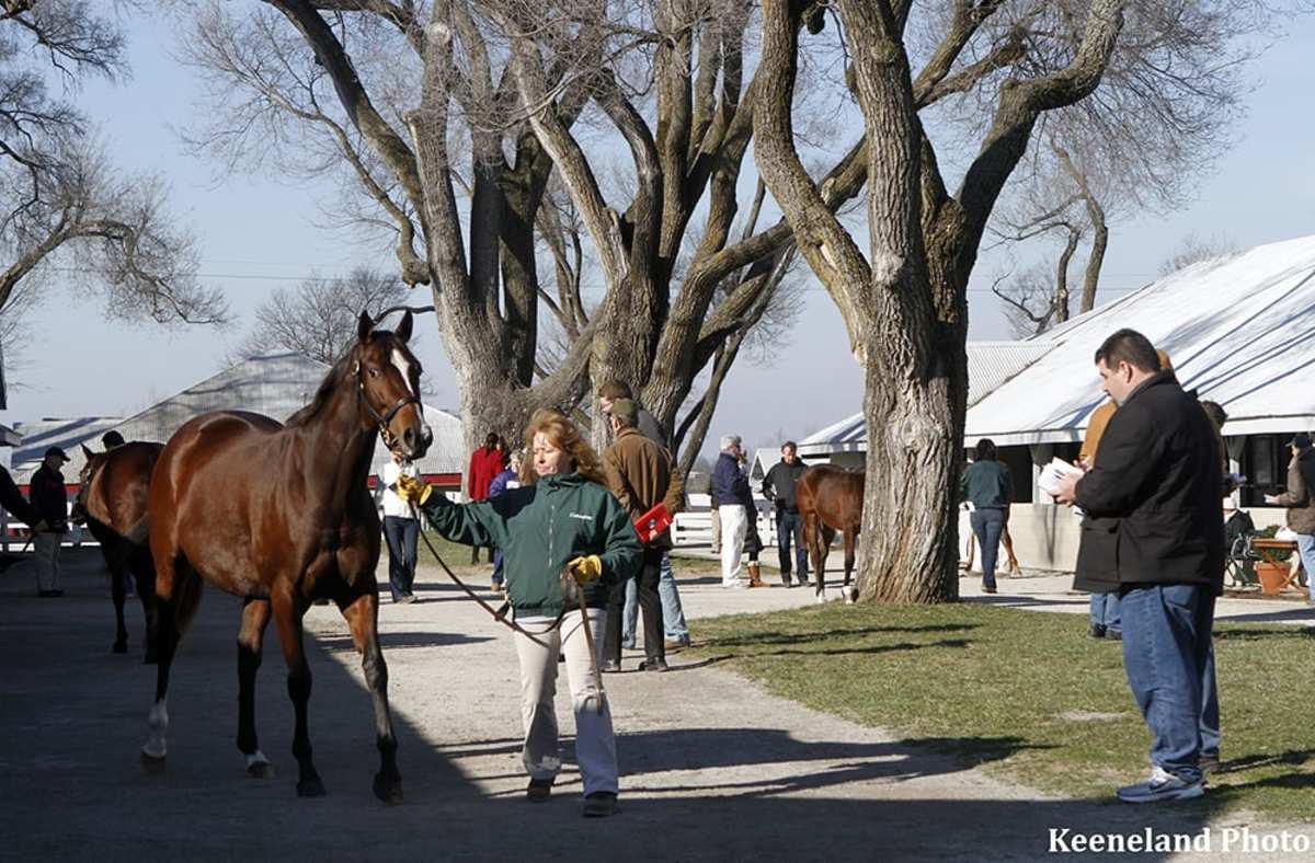 Keeneland January sale finishes with gains Paulick Report Shining