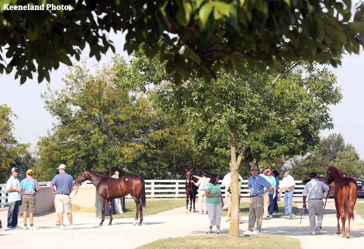 Follow day 5 of the Keeneland November sale Paulick Report Shining