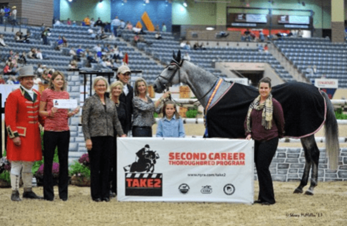Retired Racehorse, Sterling, Shines at Kentucky National Horse Show