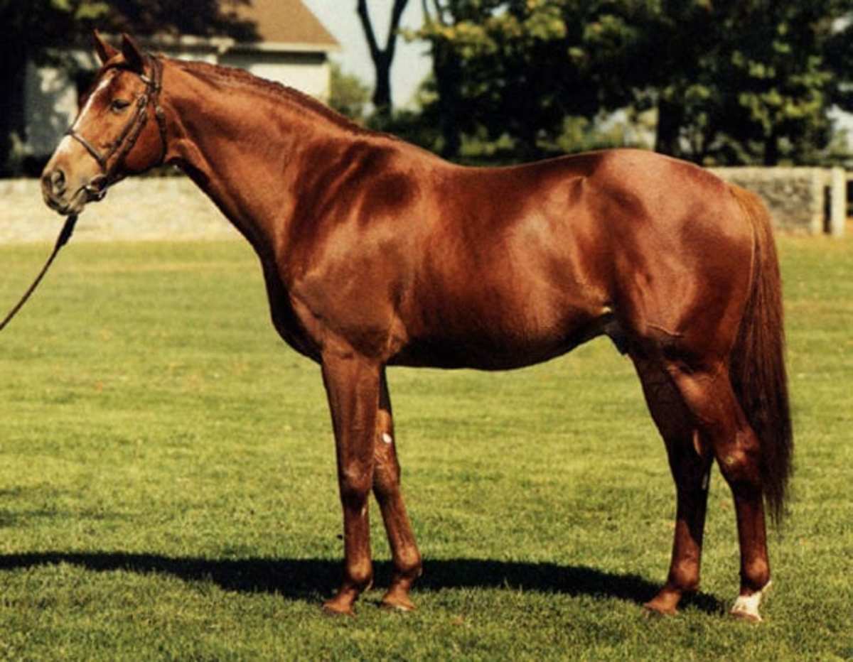 1970 KY Derby Winner Dust Commander to be Reinterred at Derby Museum -  Paulick Report