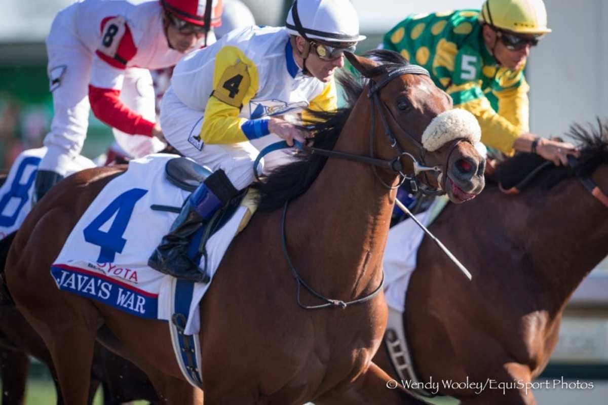 Blue Grass Stakes Winner Java's War Entering Stud At Colebrook Farm In