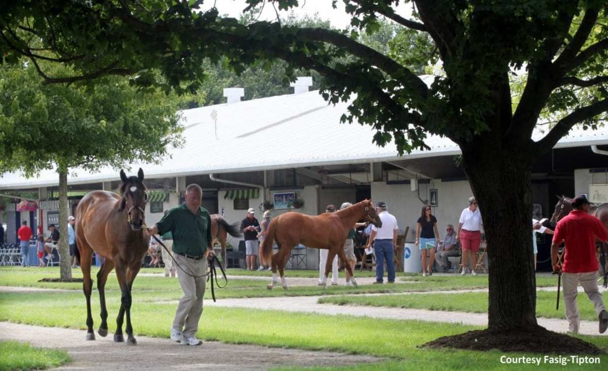 FirstCrop Sire Watch Presented By Buckland Sales 2024 FasigTipton
