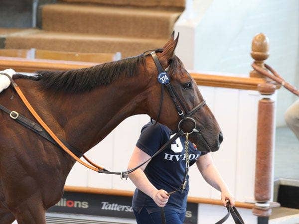 Robust Trade Continues on Second Day of Tattersalls July Sale Paulick