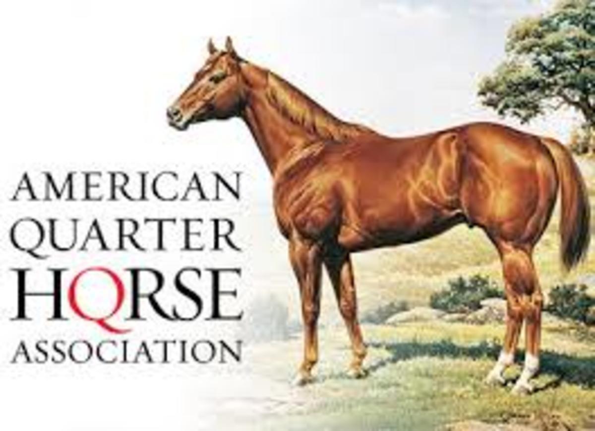 AQHA Prevails In Cloning Lawsuit As U.S. Court Of Appeals Overturns ...