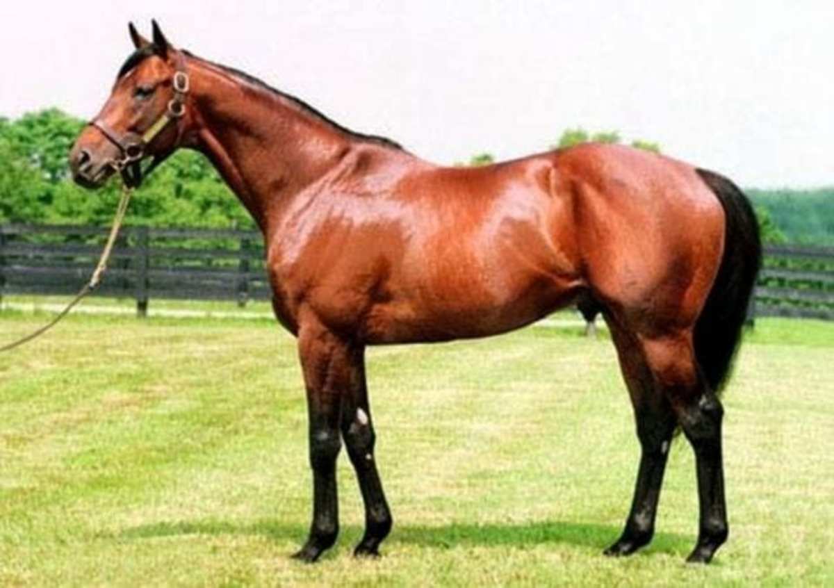 Real Quiet Still Strong on Sire Lists, Three Years After Death