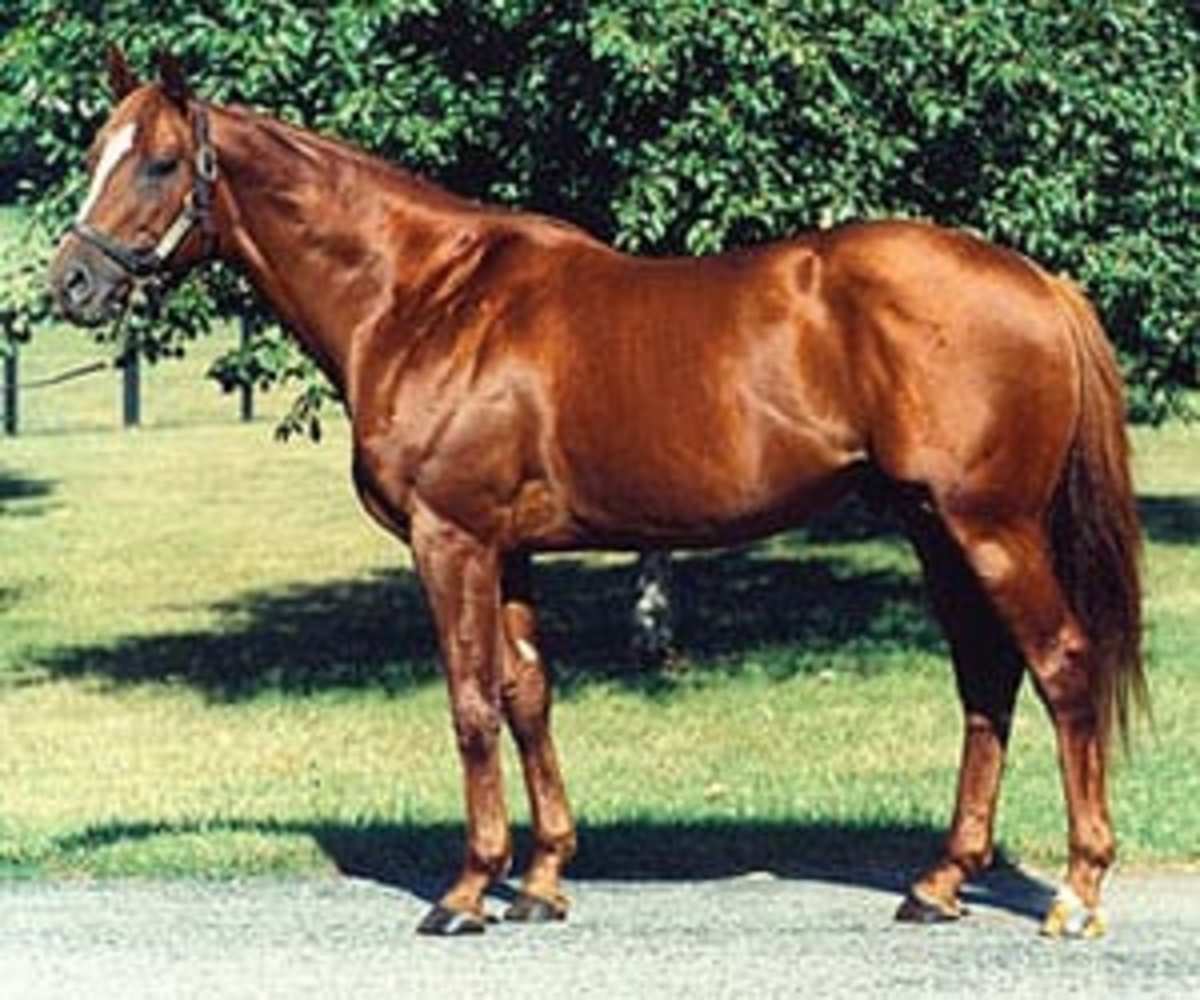 Eddington to Ballena Vista Farm Paulick Report Shining Light on the