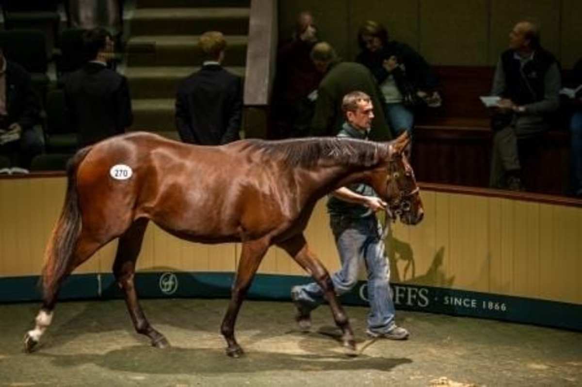 Sea The Stars Filly Tops Day 2 of Goffs Orby Sale Paulick Report