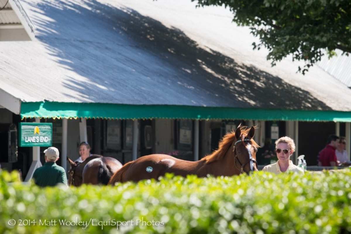 Keeneland September Sale Kicks Off Exciting Time In Central Kentucky