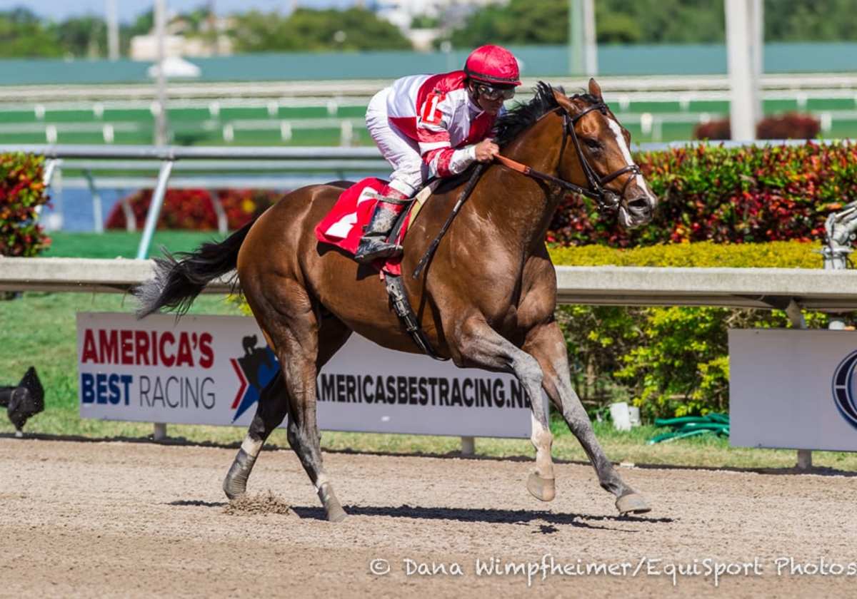 Castellano Notches 100 Gulfstream Winter Meet Winners for Third Year