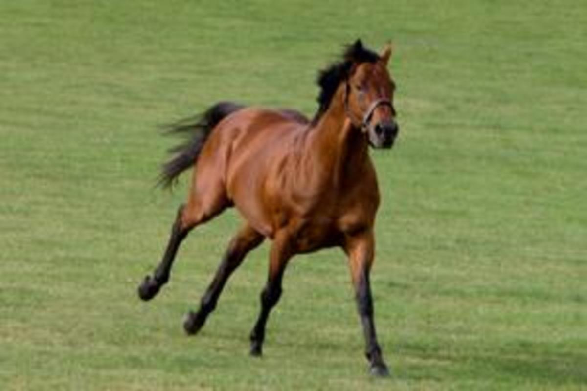 Dubawi Colt At Tattersalls Commands World's Highest Price For A