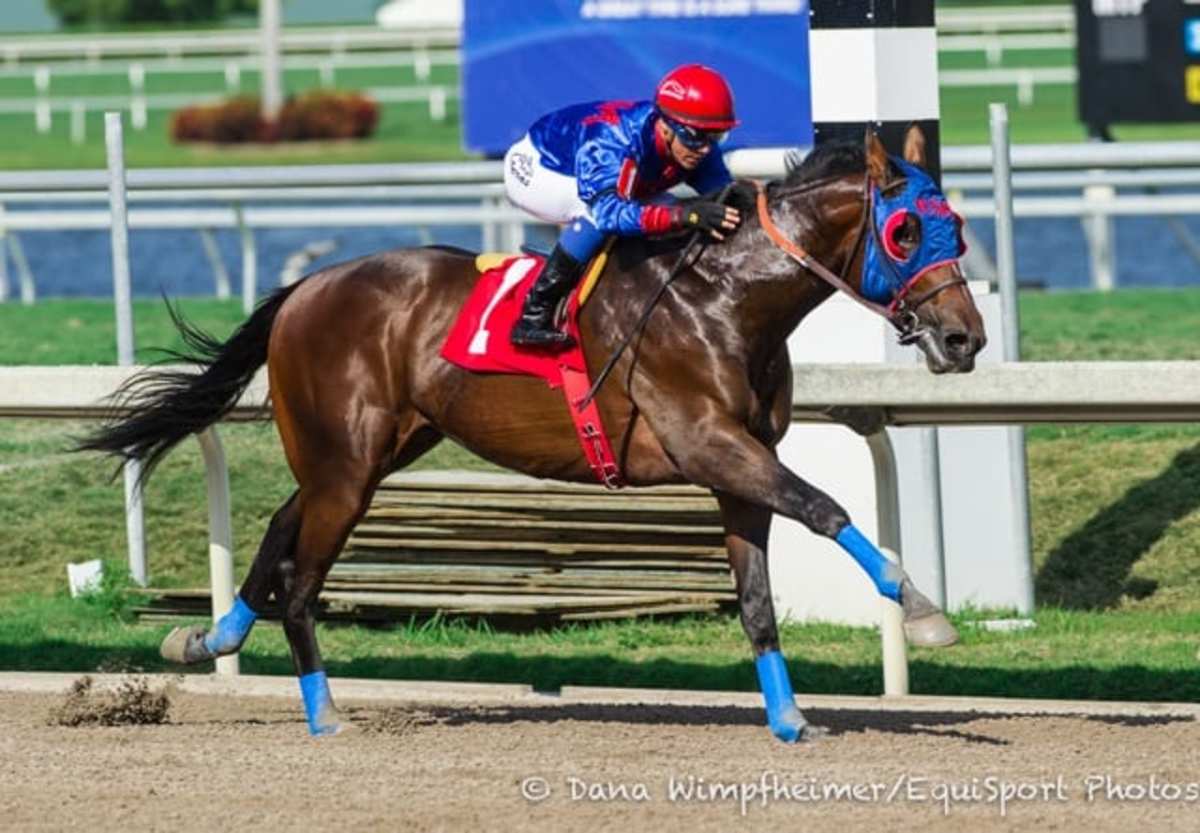 Social Inclusion Joins Stallion Roster At Florida's Woodford