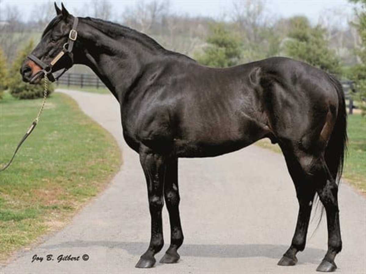 Veteran Sire Petionville Moves to Maryland Paulick Report Shining
