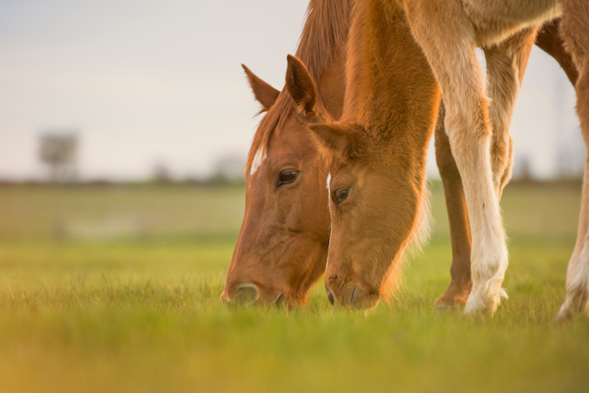 Study: Mare Age May Influence Foal Sex - Paulick Report | Shining Light on  the Horse Industry