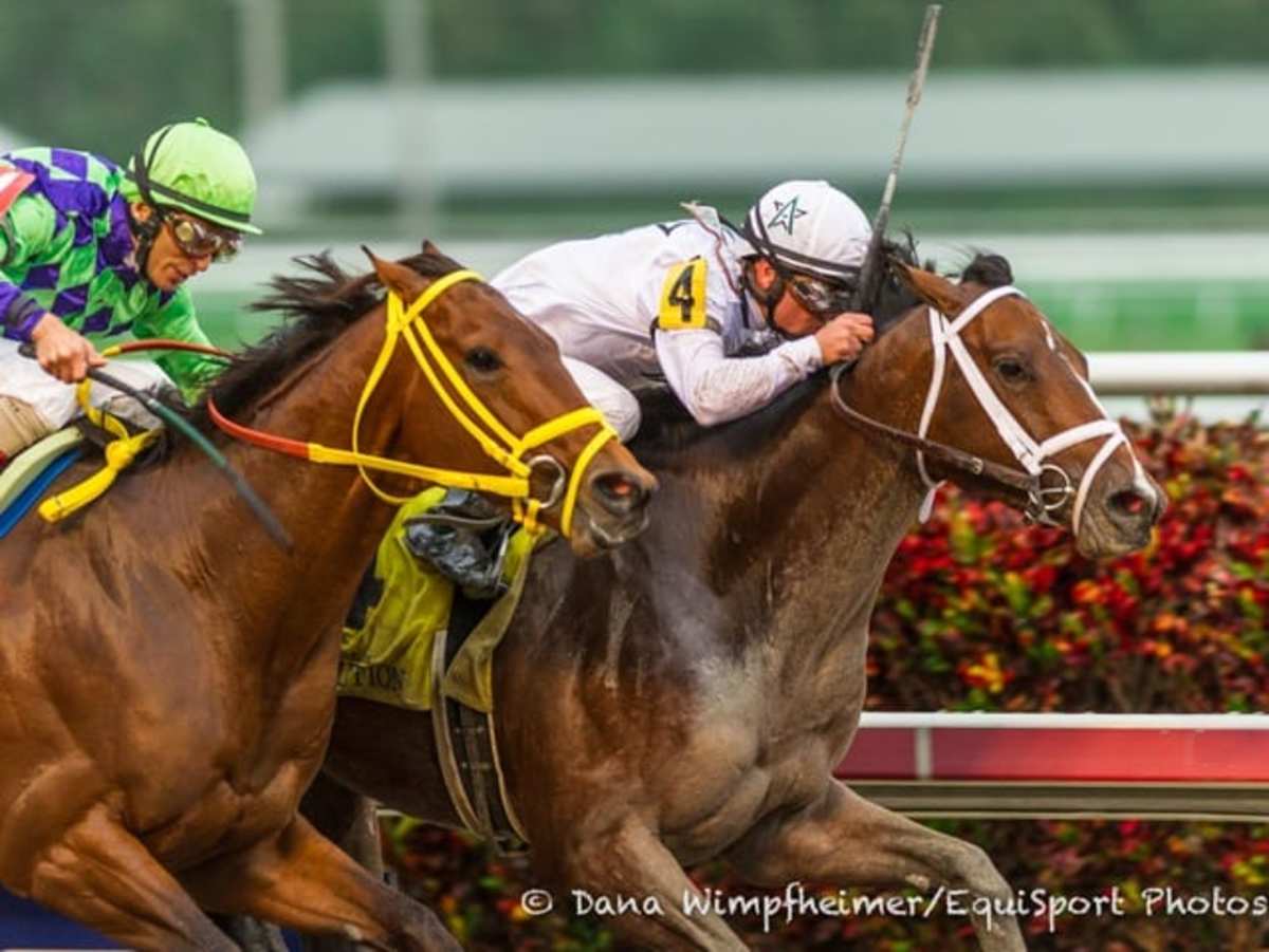 Florida Derby Winner Constitution to Miss Kentucky Derby Paulick Florida Derby Winner 2025 Date
