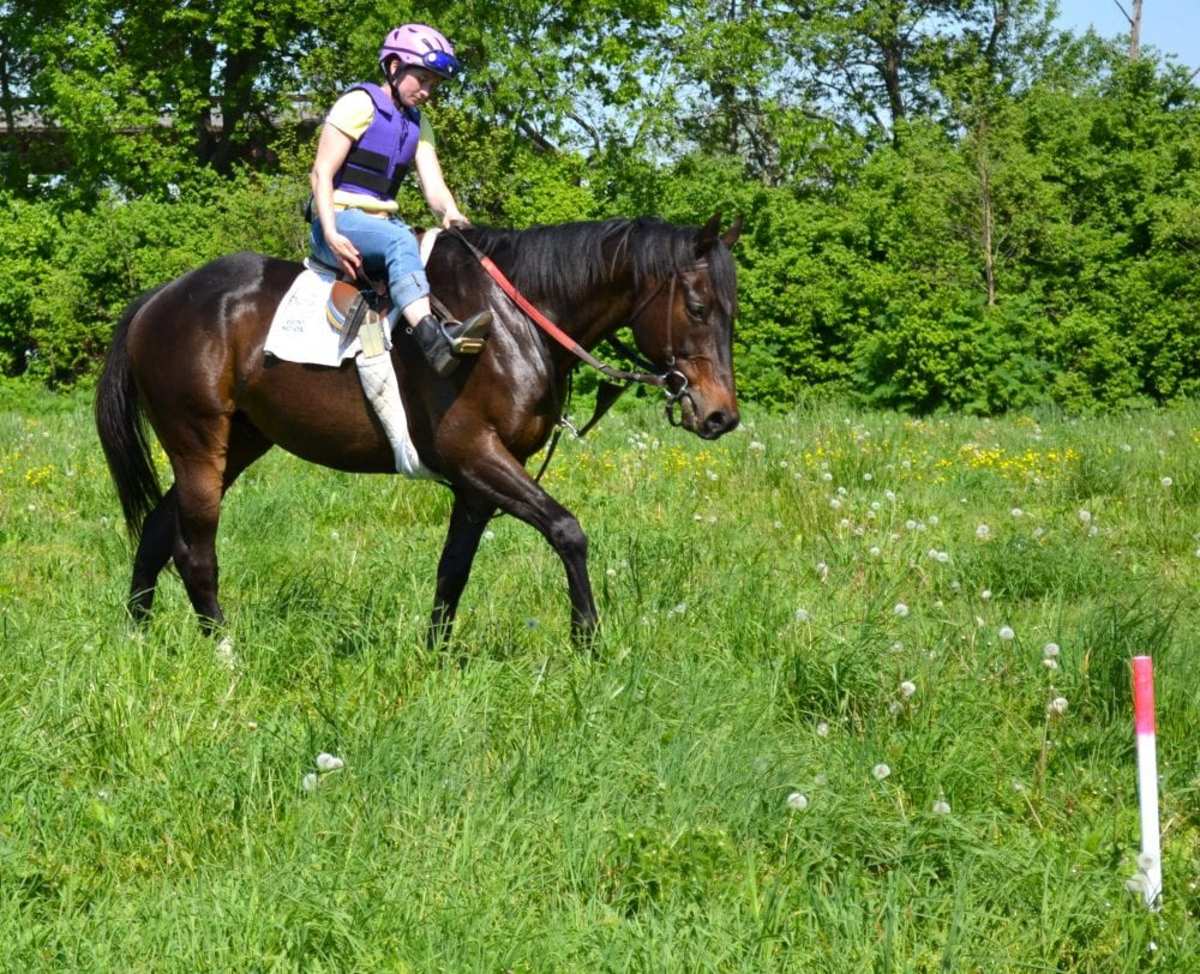 Causes Of Girthiness Not One Size Fits All, Study Finds Paulick