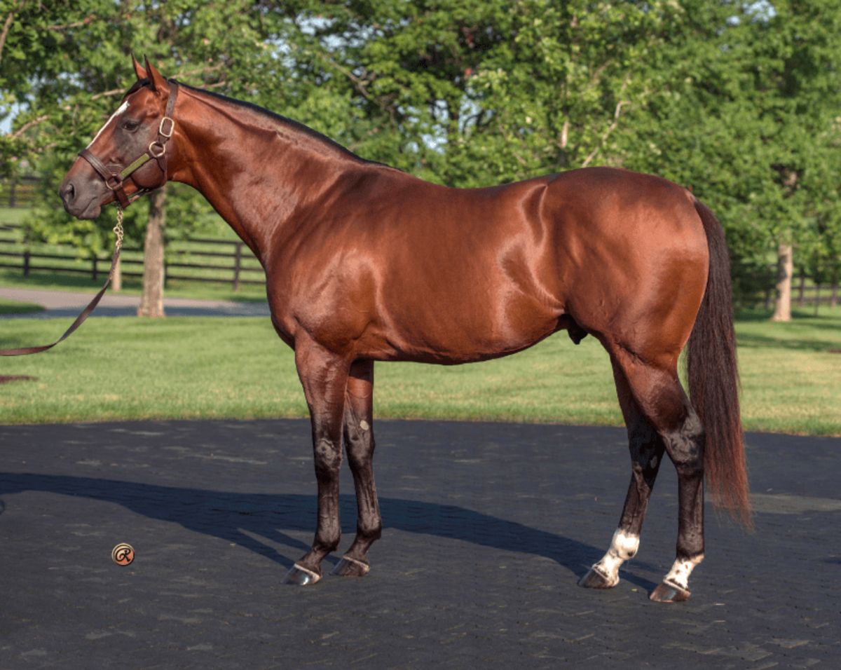 Kentucky Derby Runner Gemologist Dies In Korea At Age 15 - Paulick ...