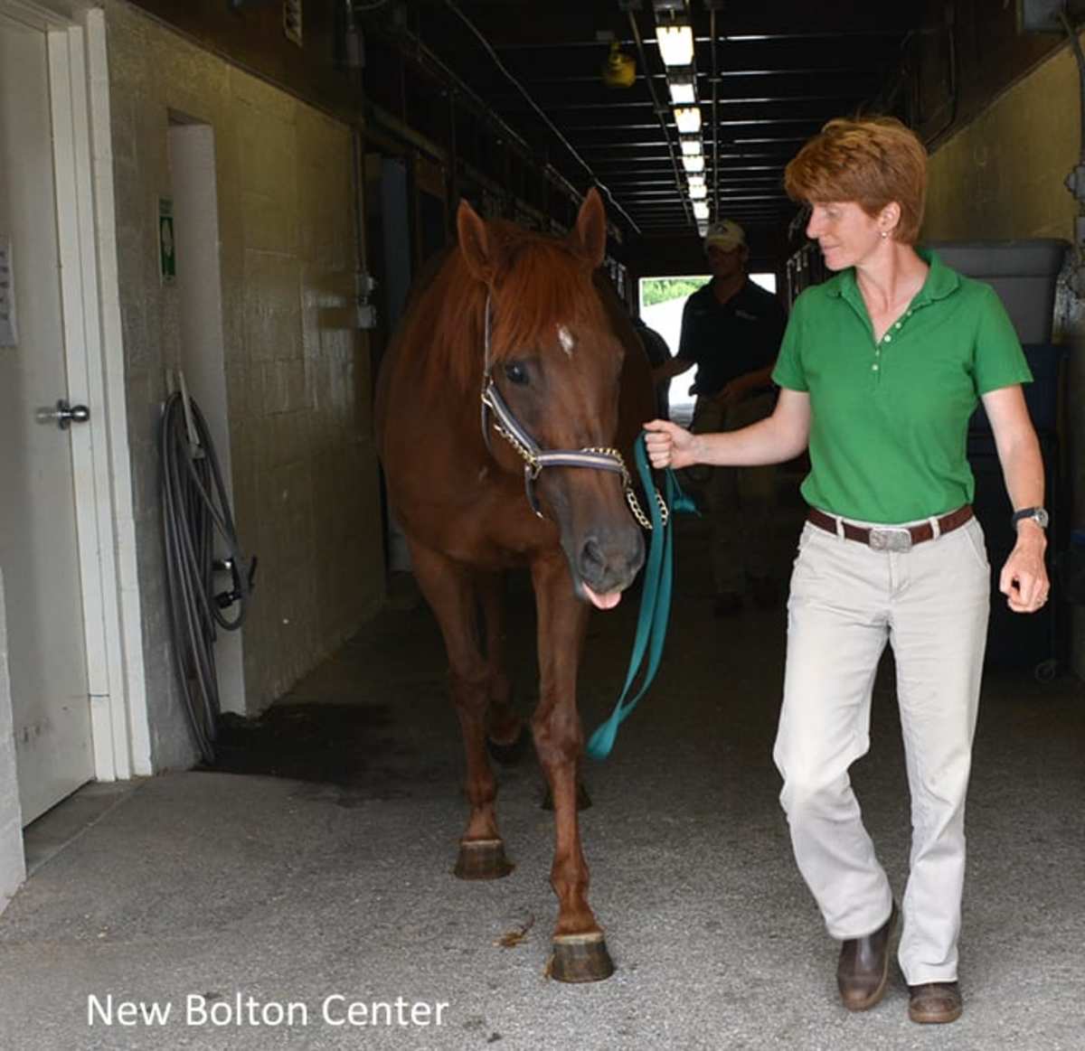 New Research Could Help Horses In Need Of Blood Transfusions Paulick Report Shining Light on