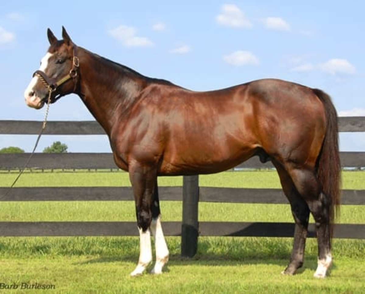 End Of An Era: Perennial Leading New York Sire Freud Pensioned From ...