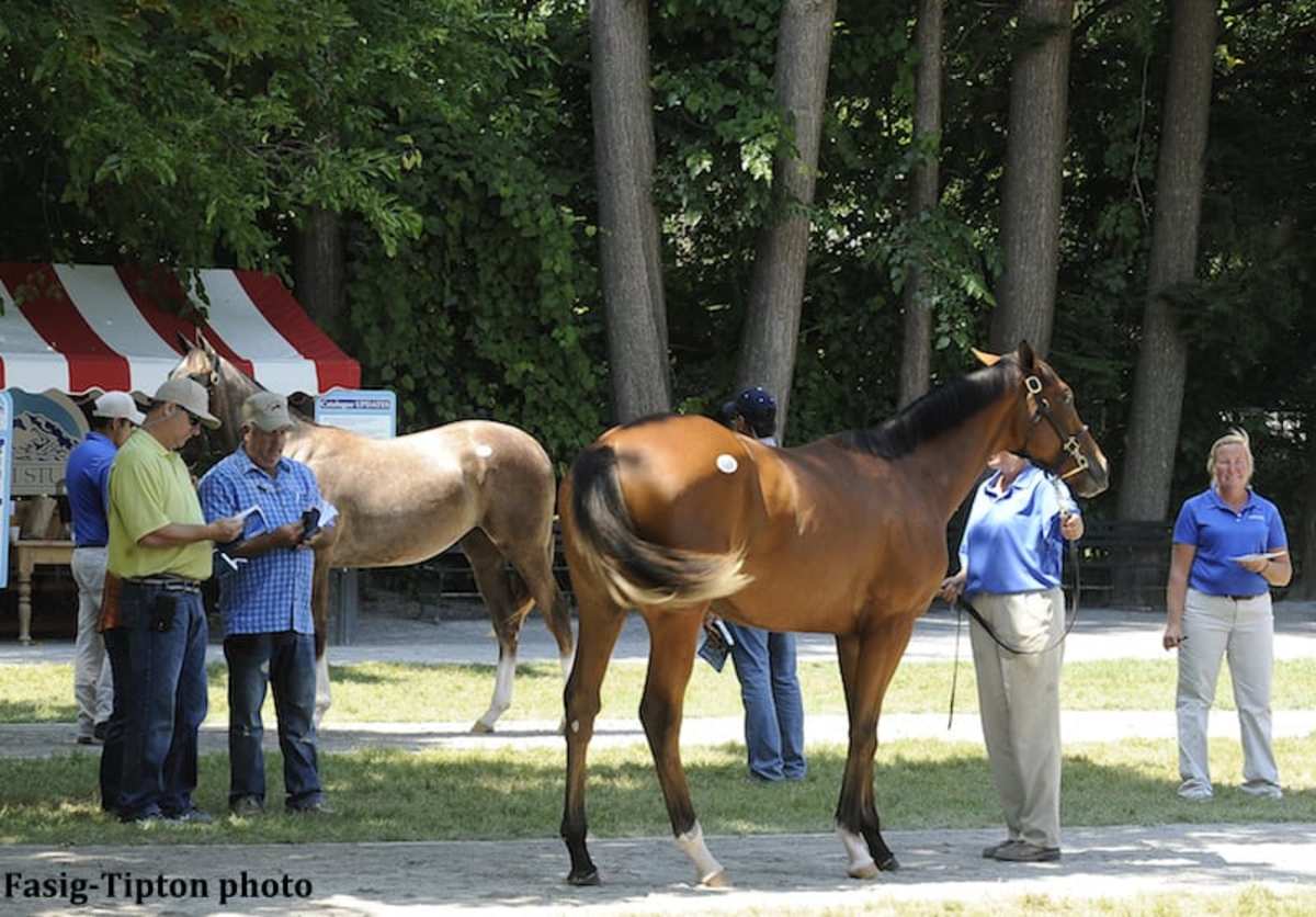 Into Mischief Colt Tops FasigTipton Saratoga Fall Sale Paulick