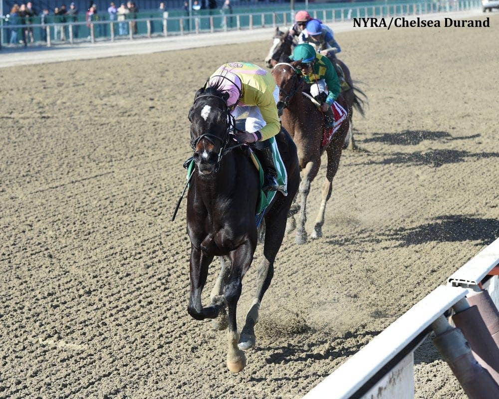 Condo Commando Cruises To Gazelle Victory Paulick Report Photo Inspiration