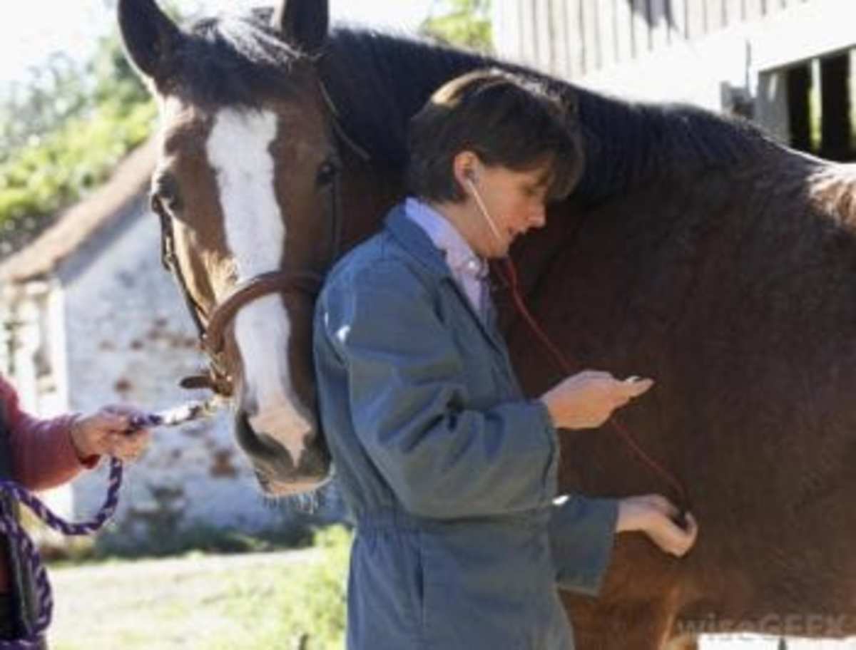 Equine Blood Passports A Useful Tool, But A Long Way Off Paulick
