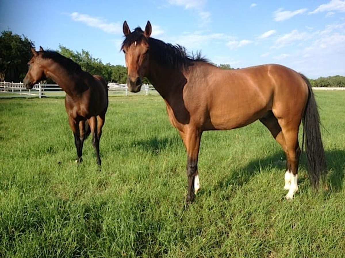 Study Suggests 1.2 Million Homes Available In U. S. For Unwanted Horses