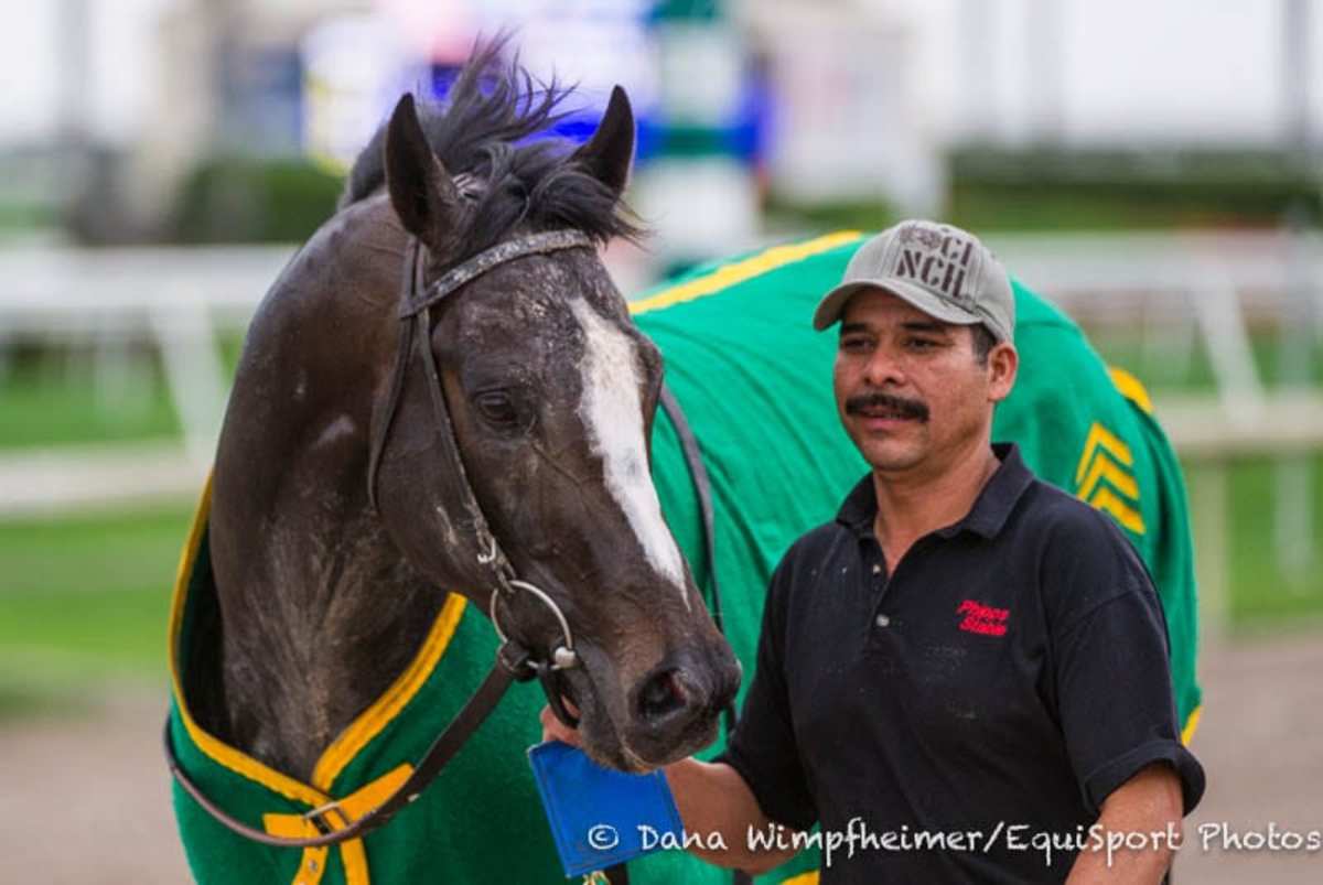 Honor Code To Stand At Yushun Stallion Station In Japan - Paulick ...