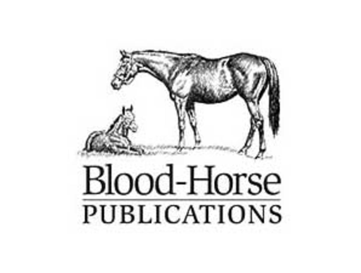 Blood horse. Judge bitch Horse Blood. Black Forest Cold Blood лошадь. The Horse.Dealers presentation.