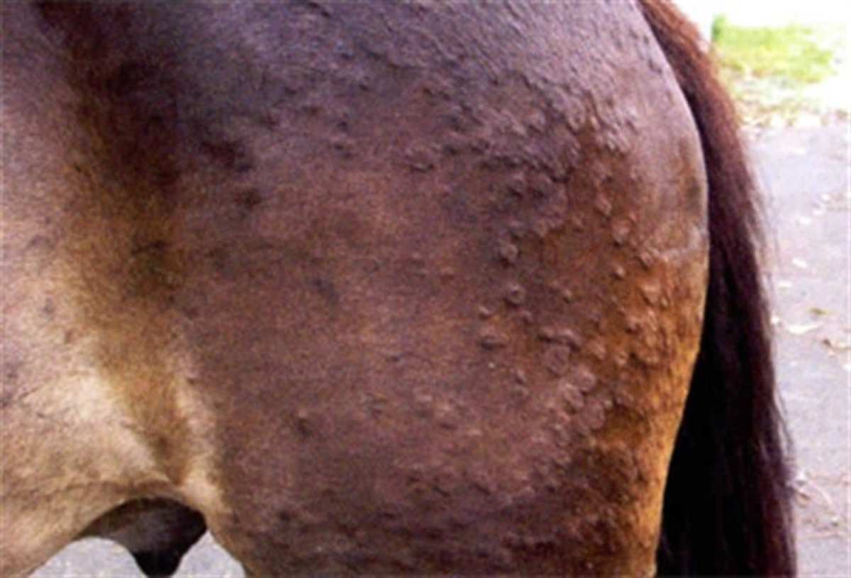 New Vaccine For Horses With Insect Bite Hypersensitivity Paulick