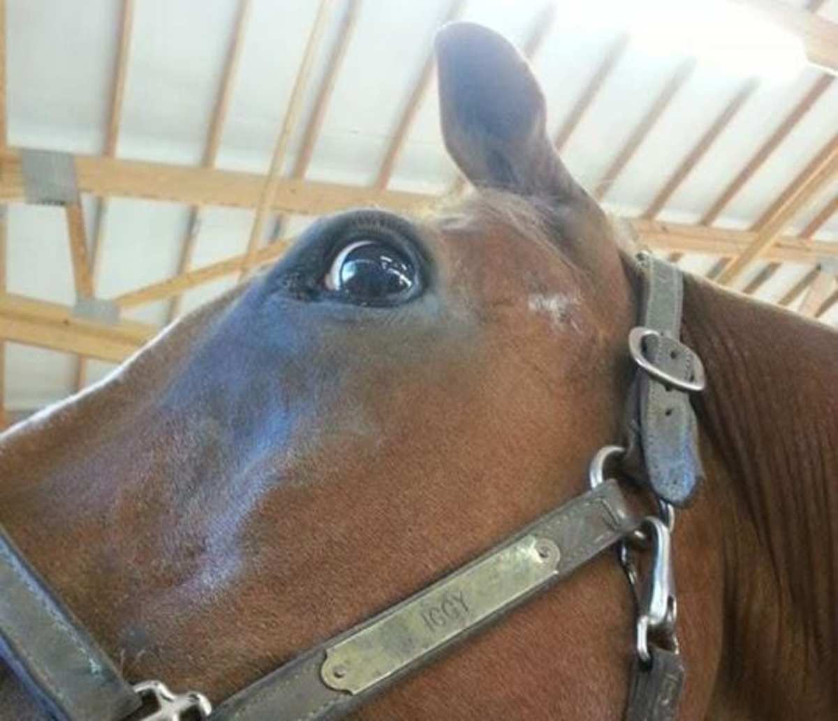 Quiet' Doesn&rsquo;t Necessarily Mean Chill For Stressed-Out Steeds 
