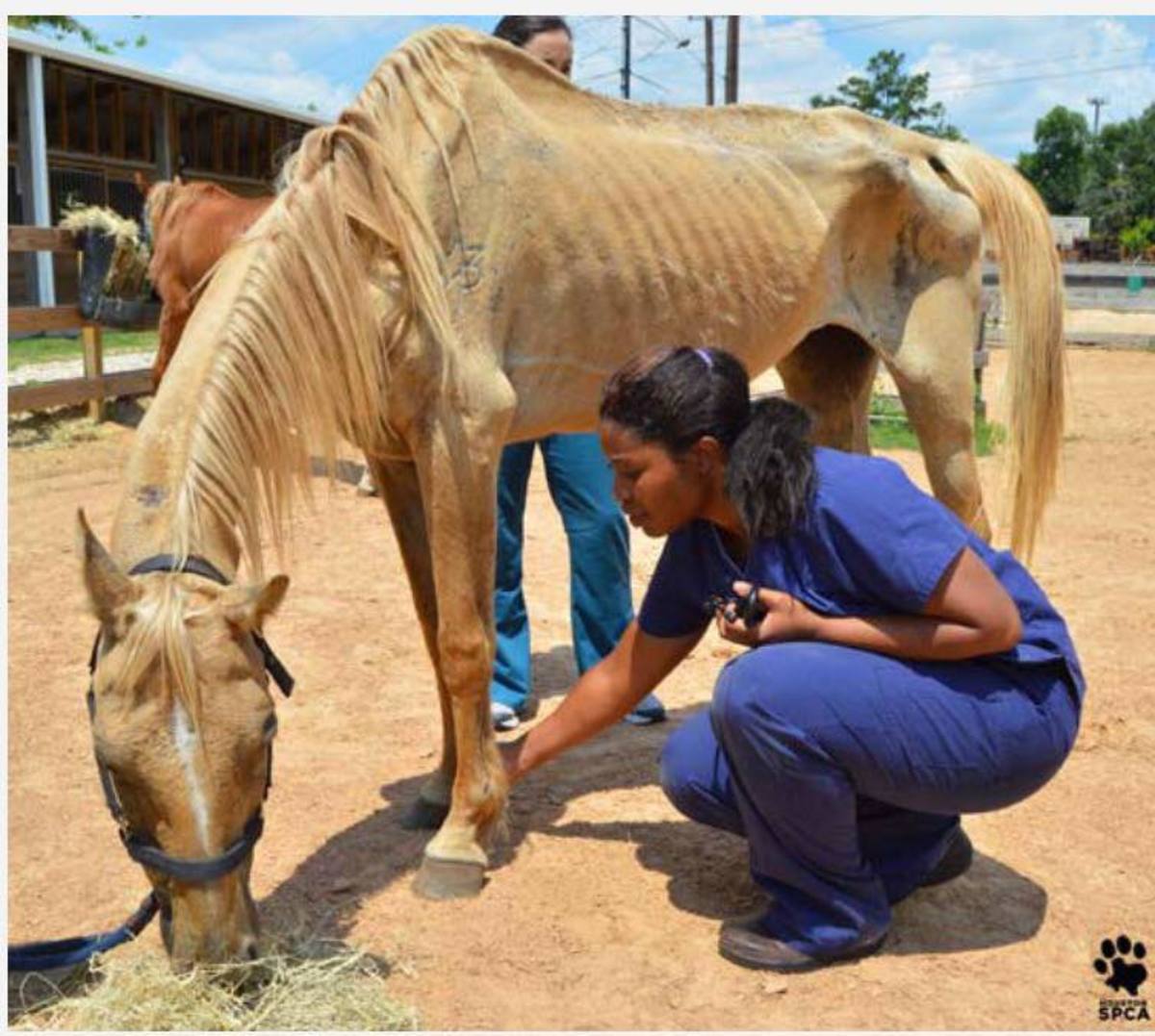 Donations Still Needed For 200 Neglected Texas Horses Paulick Report