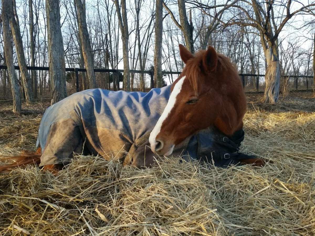 Ramey Why Oil Isn't Necessarily Going To Stop Colic, And Other Mythbusters Paulick Report