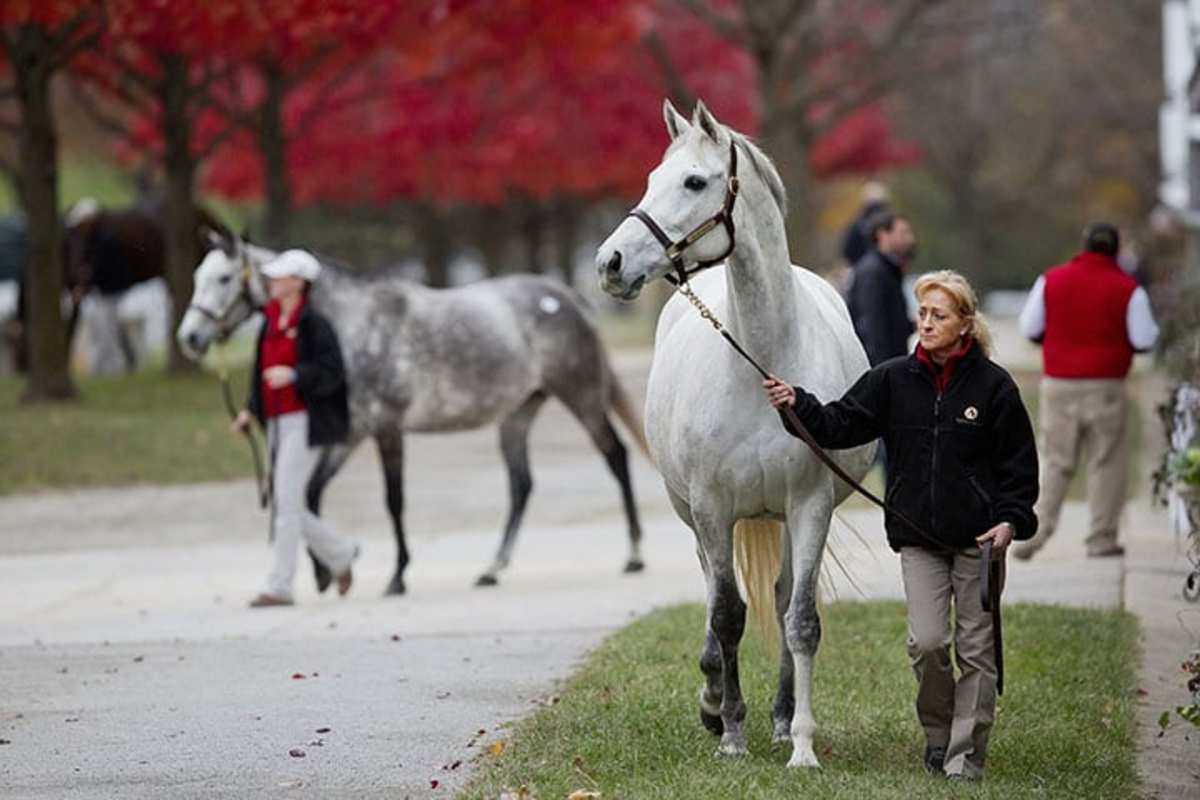 Janis's Joy Tops Solid Monday Session Of Keeneland November Sale